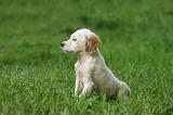 SETTER ANGLAIS 276